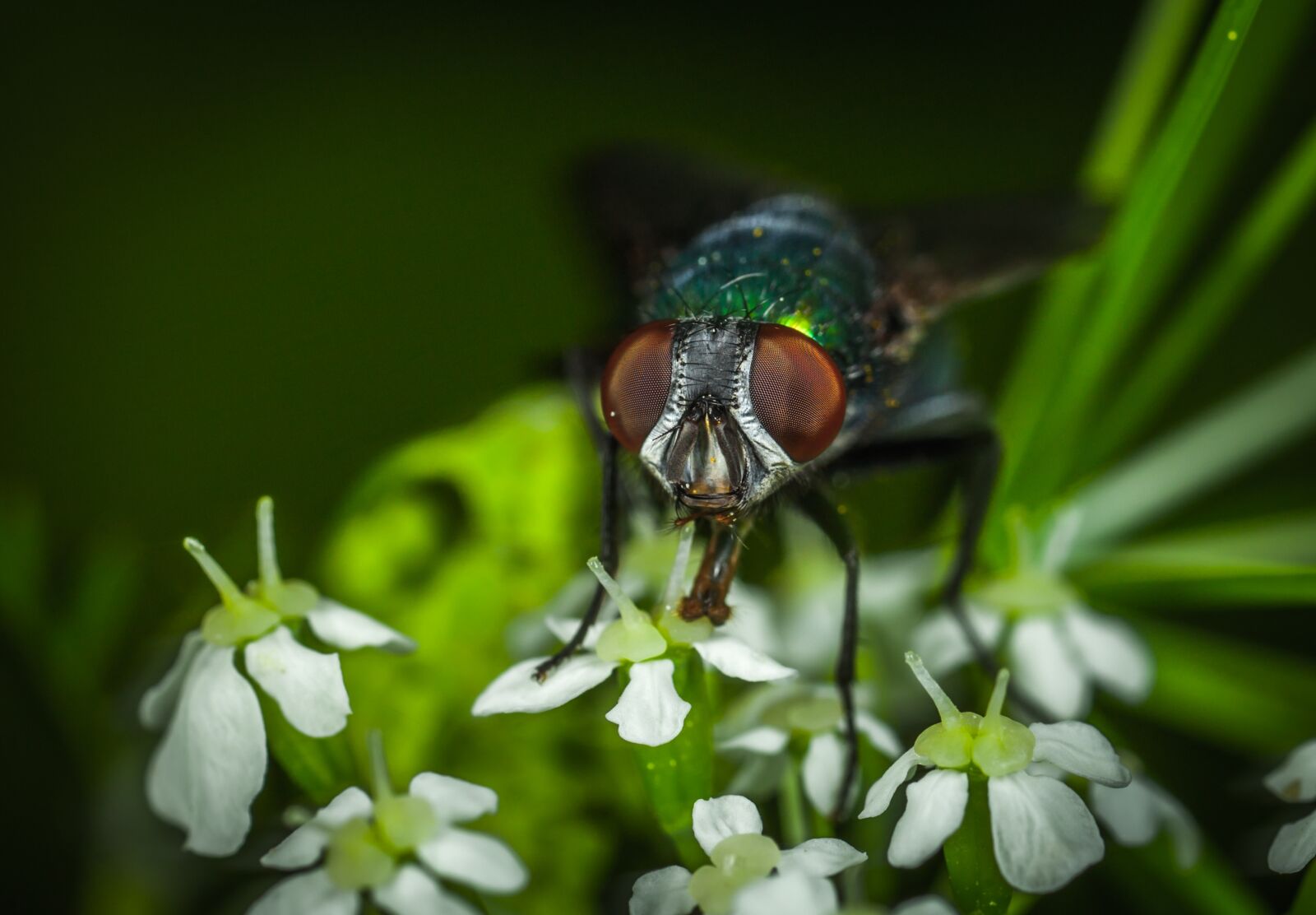 Canon EOS 5D Mark II + Canon MP-E 65mm F2.5 1-5x Macro Photo sample photo. Insect, nature, outdoors photography