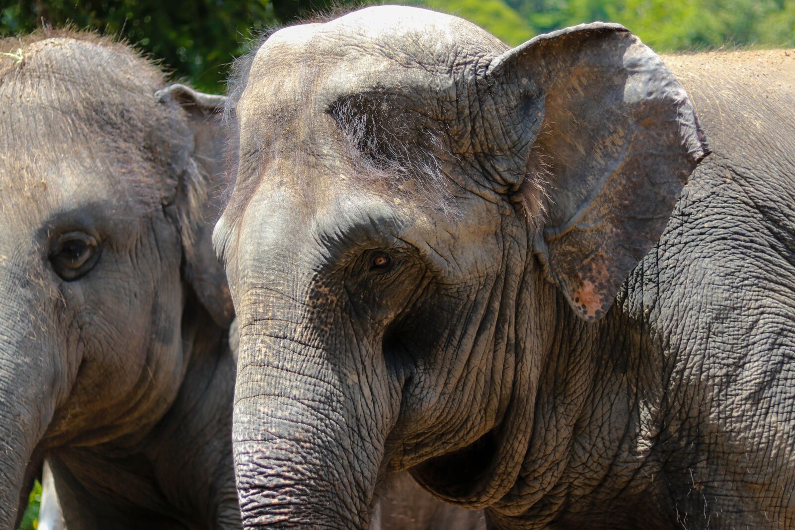 Canon EF 50mm F1.8 STM sample photo. Animal, elephant, zoo photography