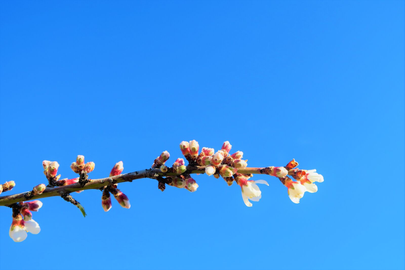 Canon PowerShot G7 X sample photo. Flower, branch, nature photography