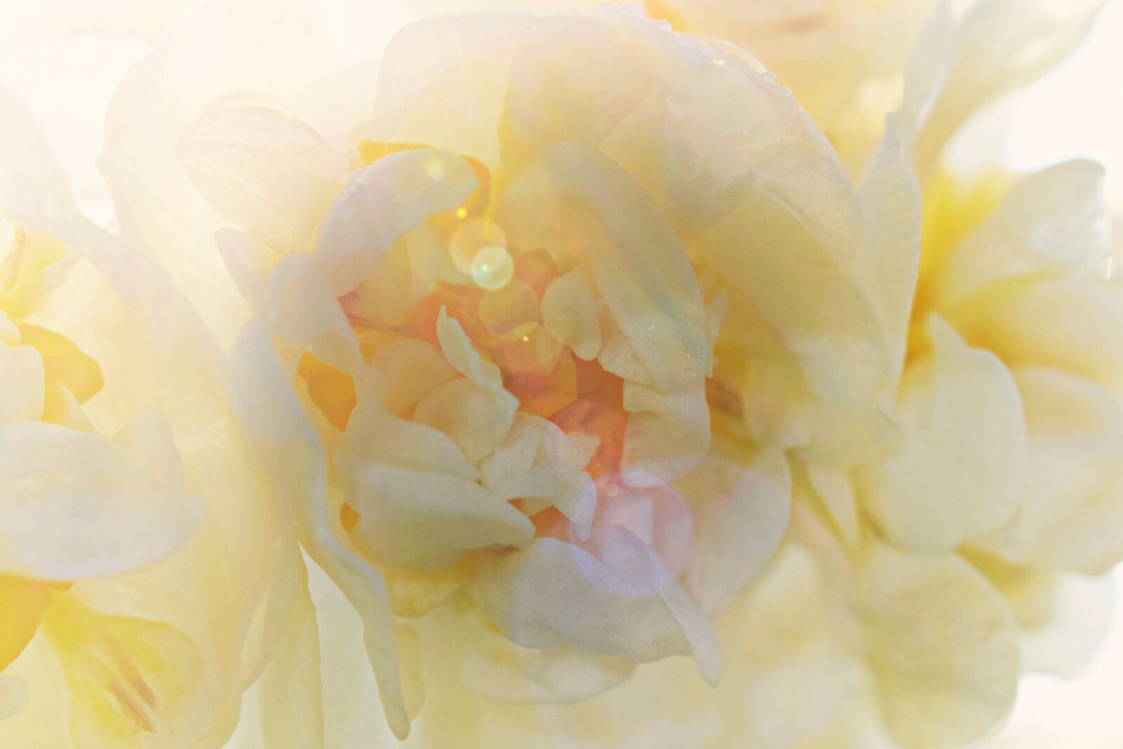 Nikon D5300 sample photo. Daffodil, blossom, bloom photography