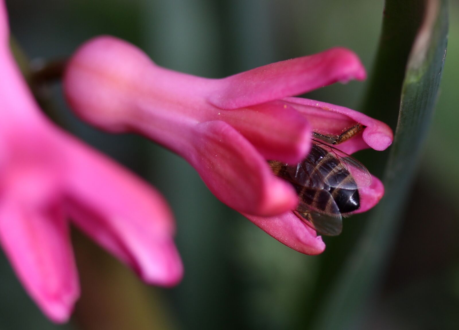 Canon EF-S 60mm F2.8 Macro USM sample photo. Hyacinth, bee, pollination photography