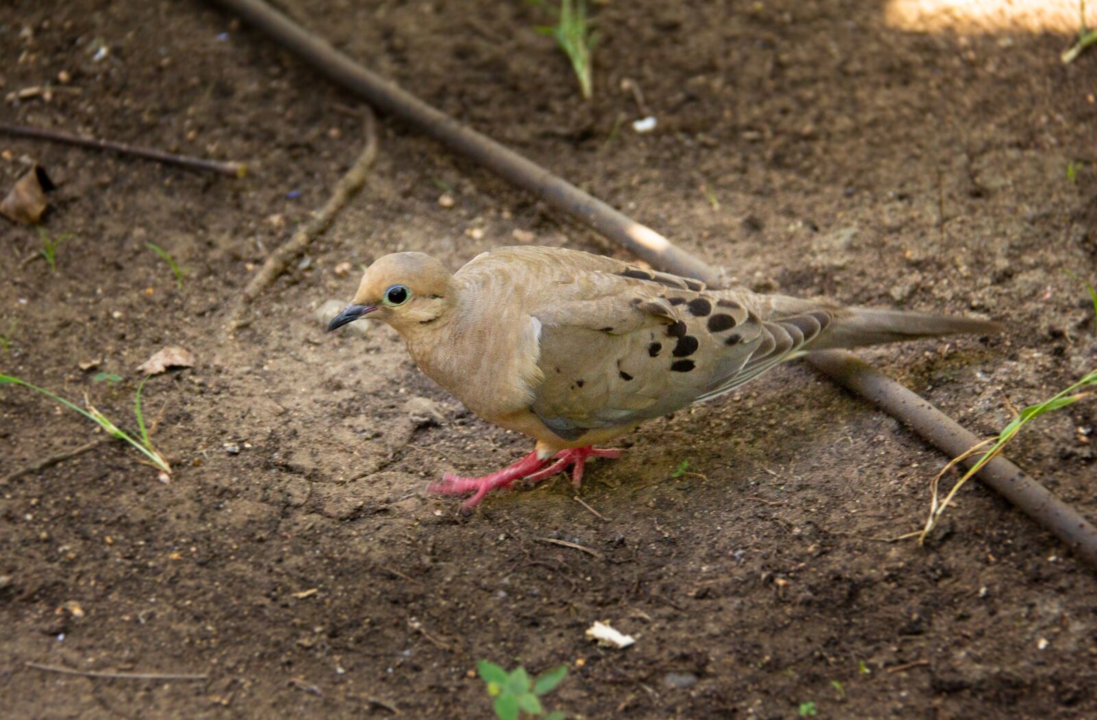 Canon EOS 60D sample photo. Veterinarian, pigeon red recessive photography