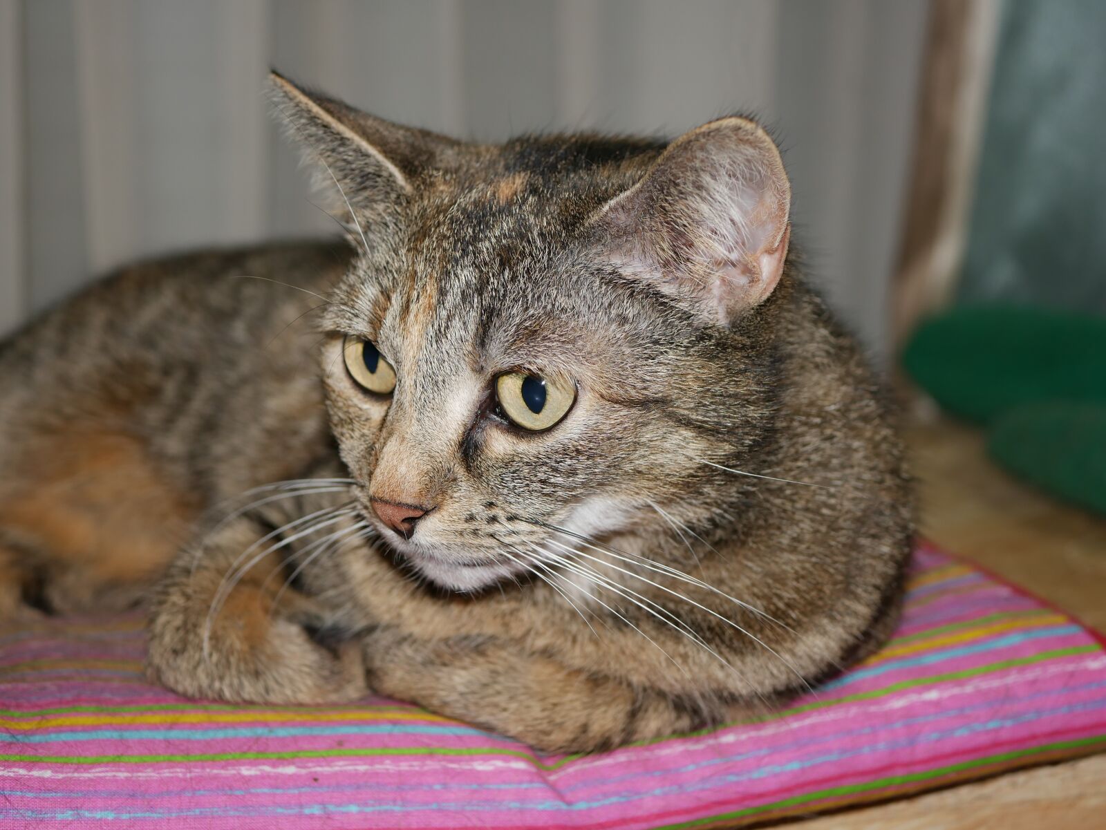 Panasonic DMC-G70 sample photo. Cat, cute, animal photography
