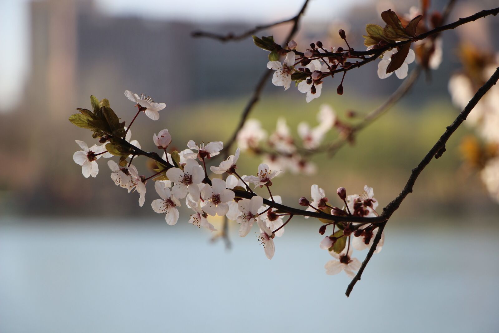 Canon EOS 600D (Rebel EOS T3i / EOS Kiss X5) sample photo. Flowers, branch, cherry blossom photography