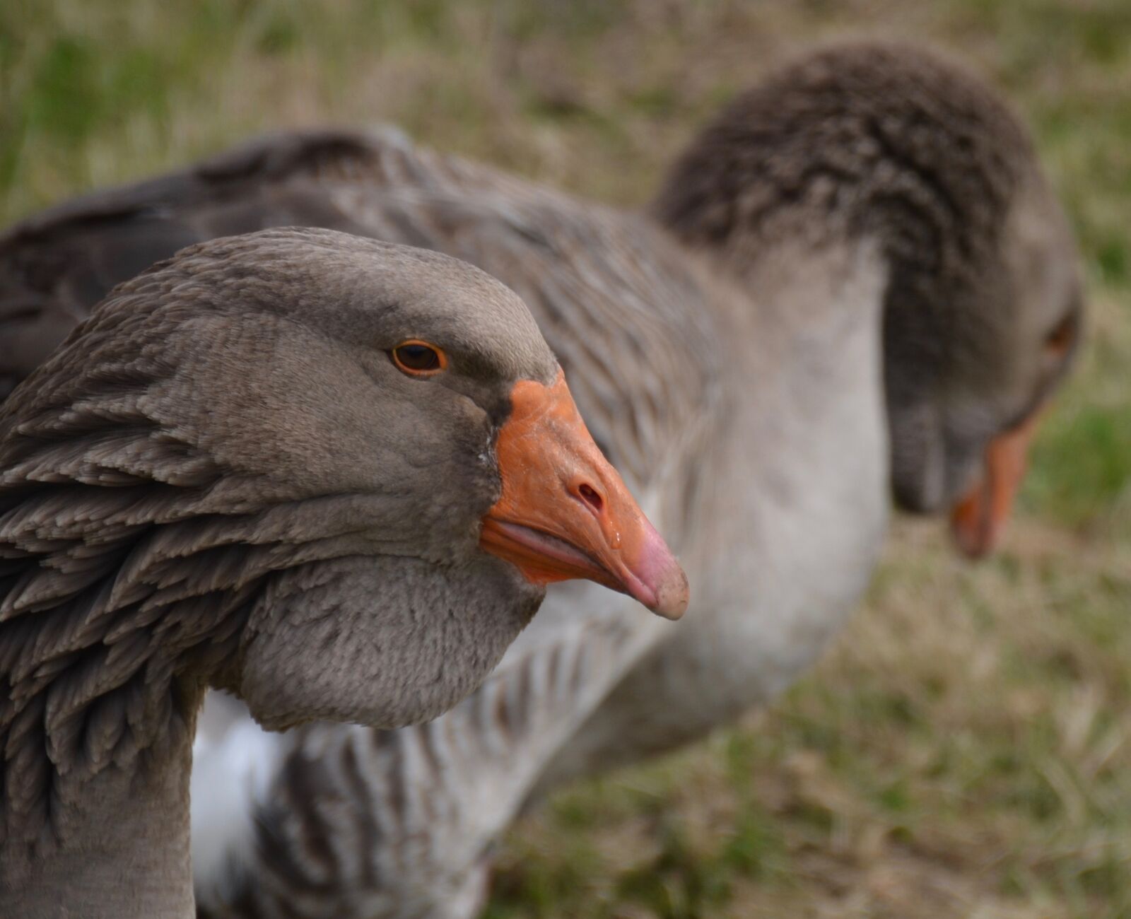 Nikon D5100 sample photo. Goose, animal, bird photography