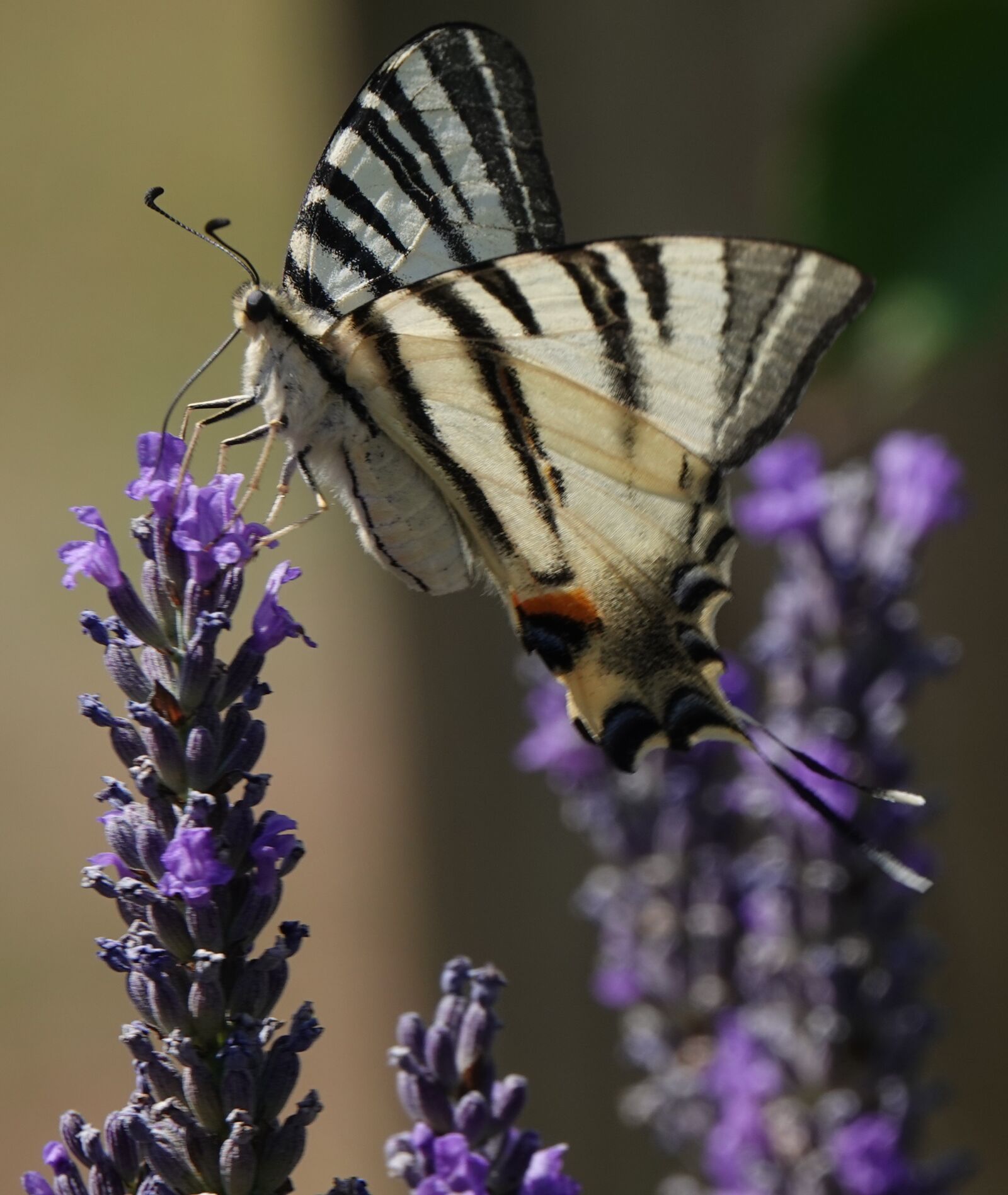Sony Cyber-shot DSC-RX10 IV sample photo. Butterfly, pollination, nature photography