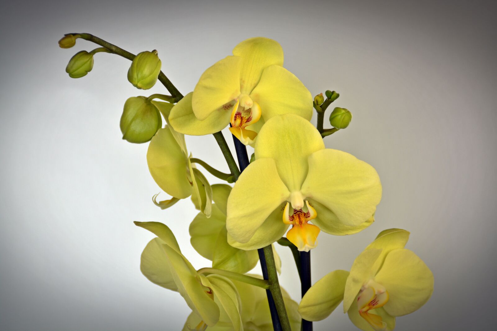 Nikon D5200 sample photo. Orchid, flower, blossom photography
