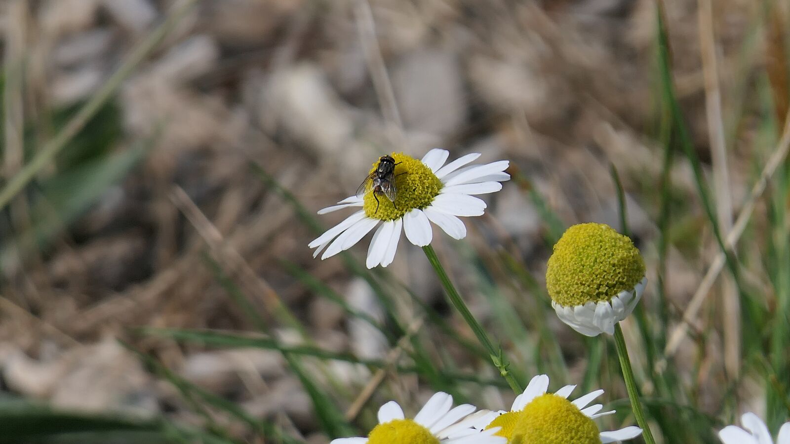 Panasonic Lumix DMC-FZ2500 (Lumix DMC-FZ2000) sample photo. Fly, insect, flowers photography