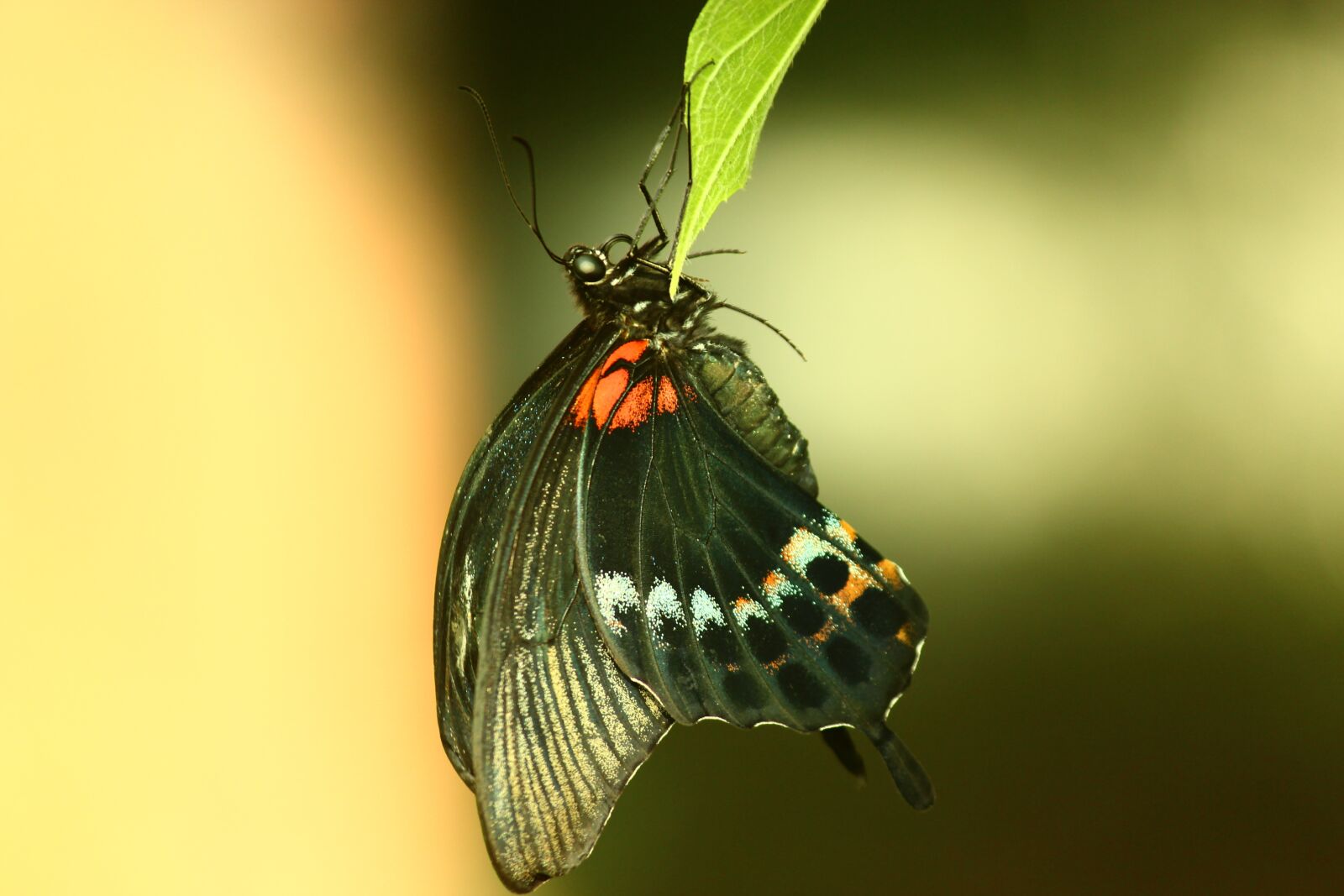 Canon EF-S 55-250mm F4-5.6 IS II sample photo. Butterfly, tropical butterfly, elegant photography