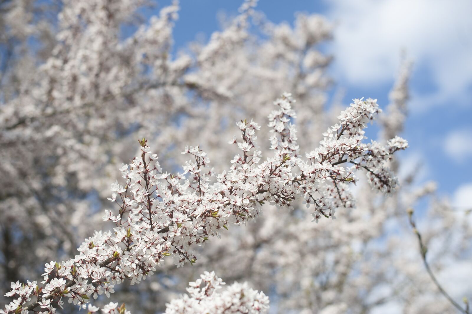 Nikon D700 sample photo. Spring, tree, blossom photography