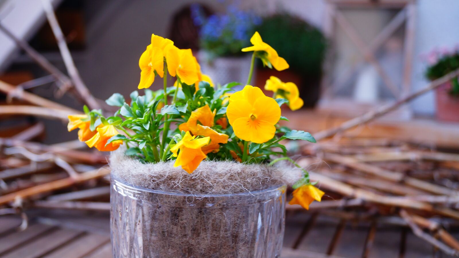 Sony SLT-A37 + Sony DT 18-55mm F3.5-5.6 SAM sample photo. Spring, pansy, flowers photography