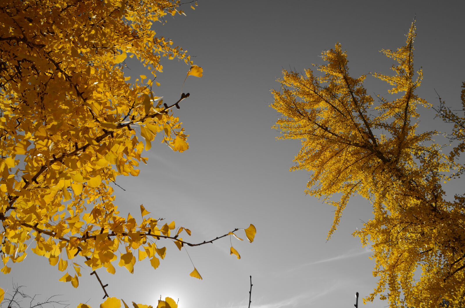 Nikon D5100 sample photo. Trees, leaves, sky photography