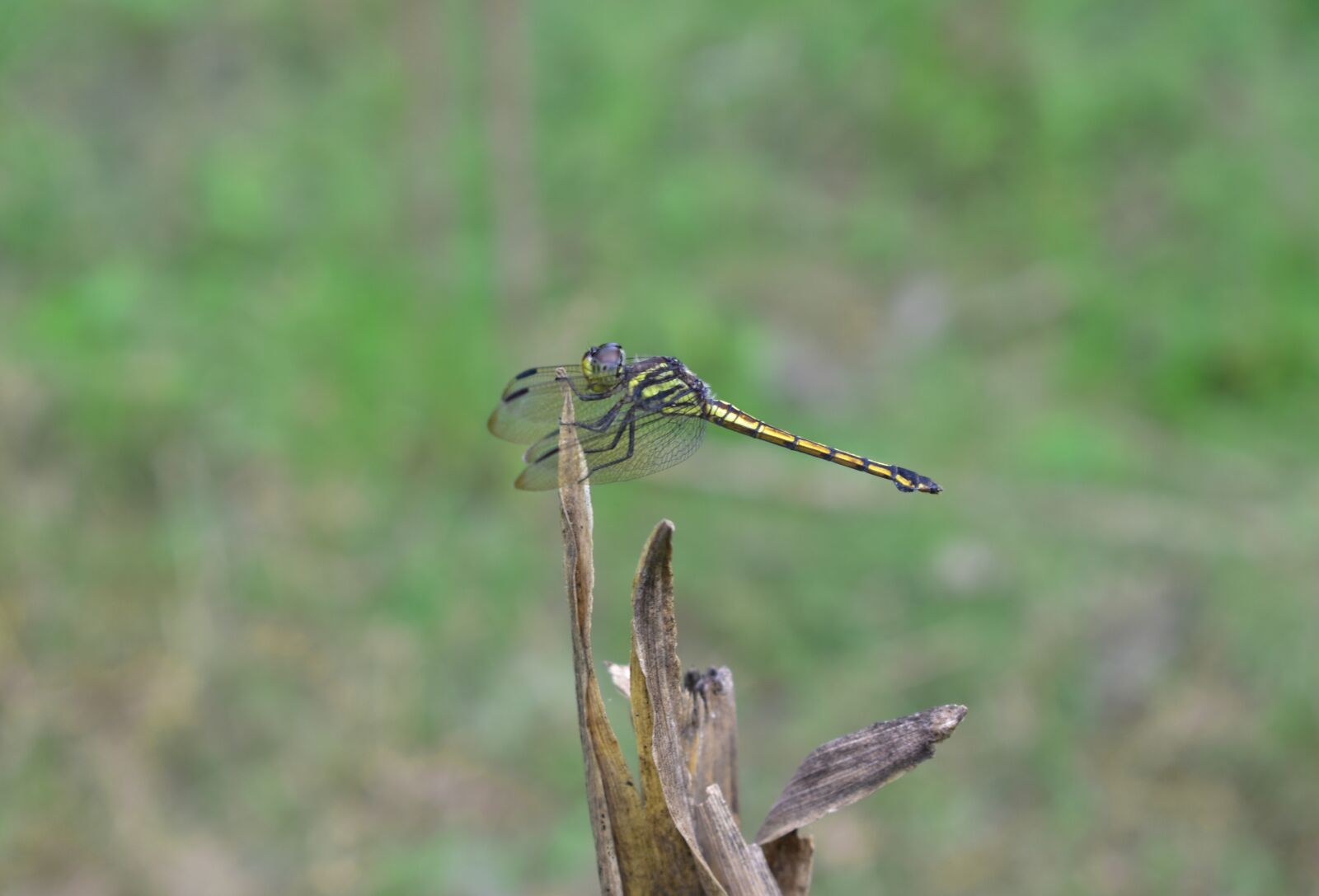 Nikon D3400 sample photo. Dragonfly, wildlife, nature photography