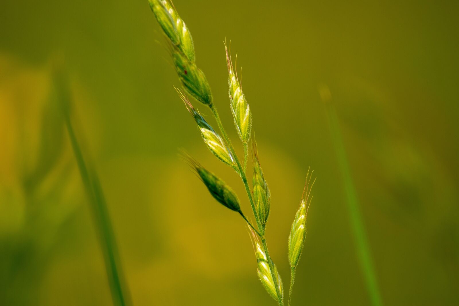 Canon EOS 1300D (EOS Rebel T6 / EOS Kiss X80) sample photo. Grass, green, nature photography