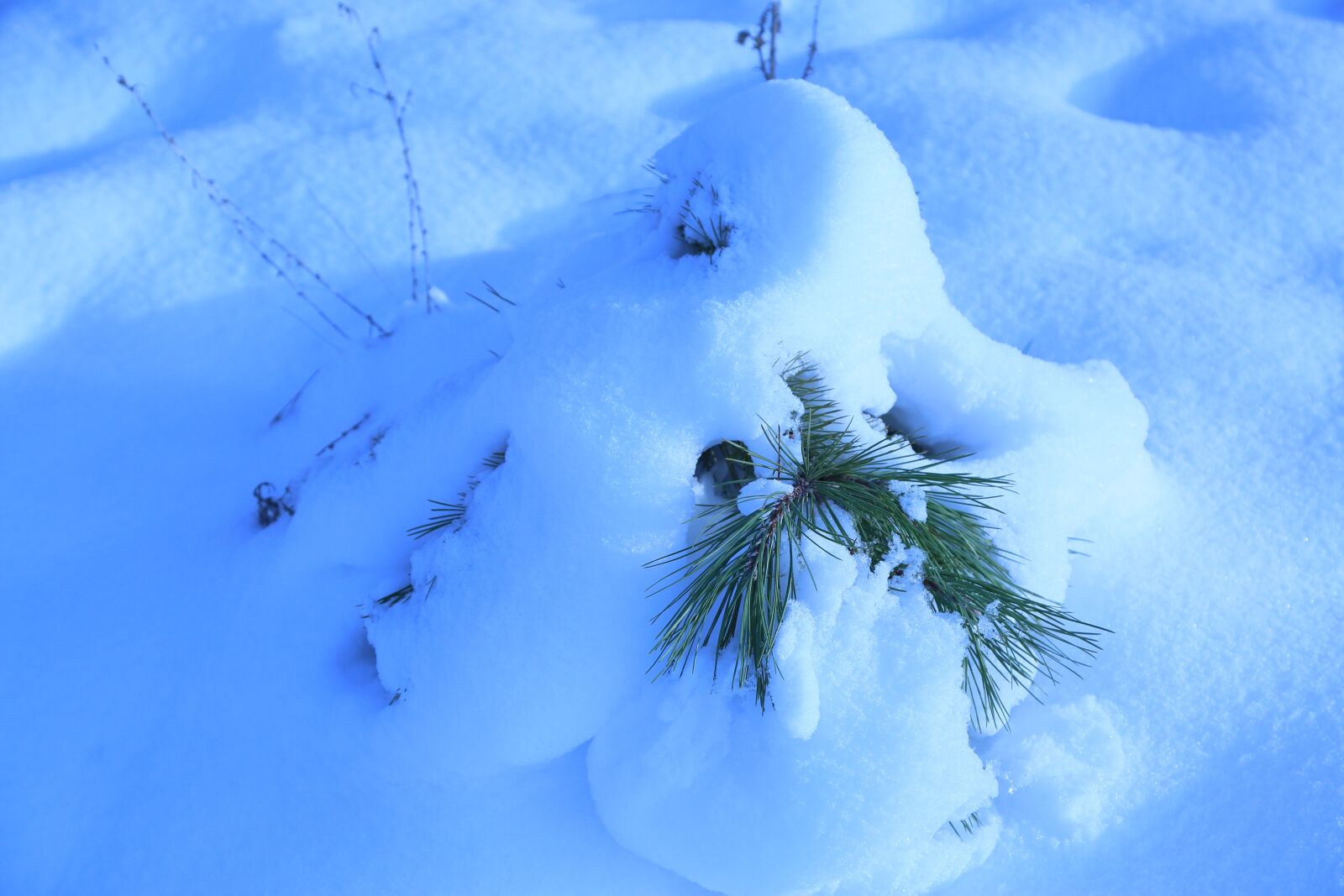 Canon EF 24-105mm F4L IS USM sample photo. Snow, winter, nature photography