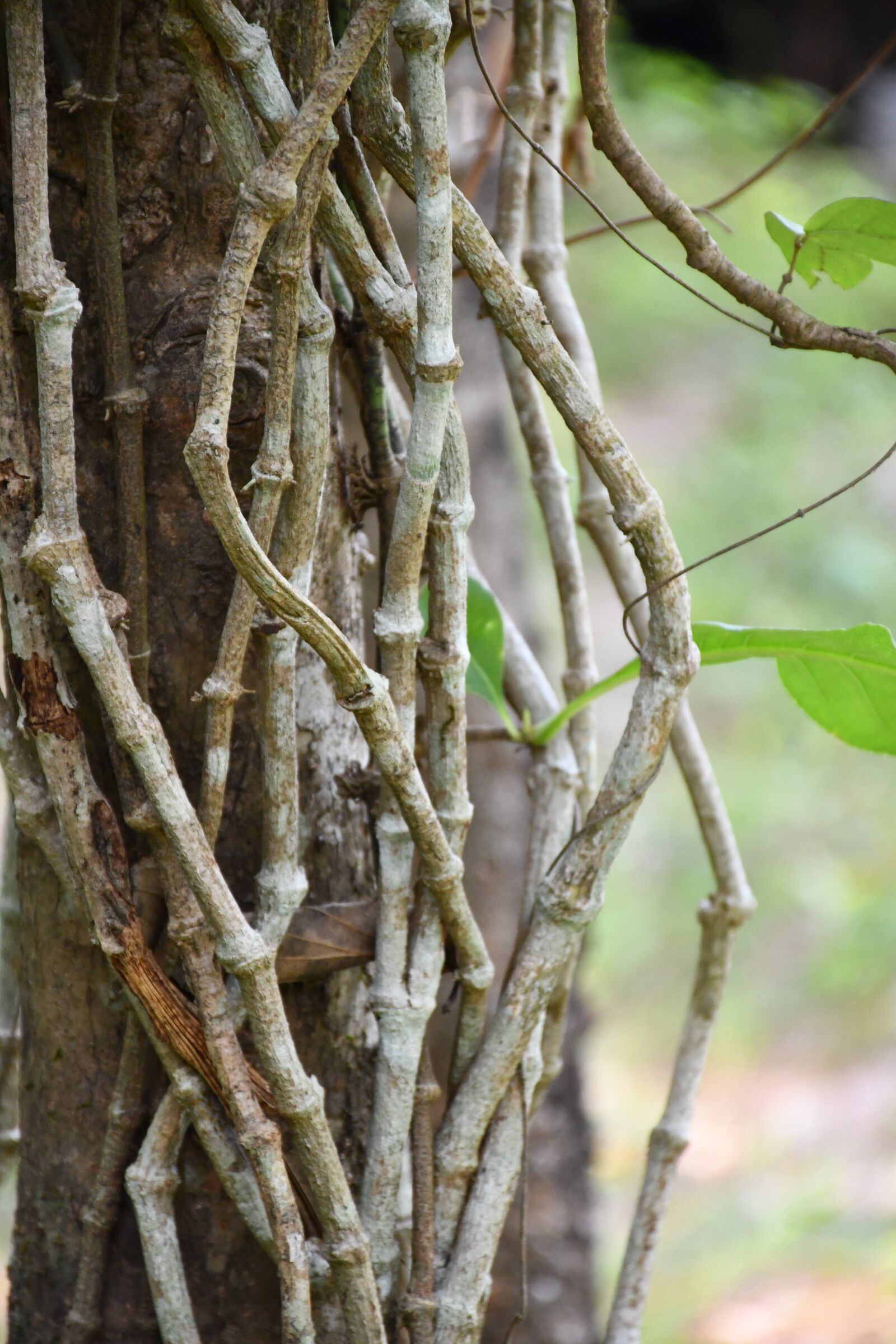 Nikon D7500 sample photo. Creeper, plant, tree photography