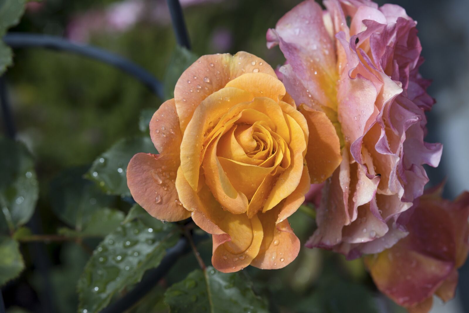 Nikon D800E sample photo. Rose, flower, b photography