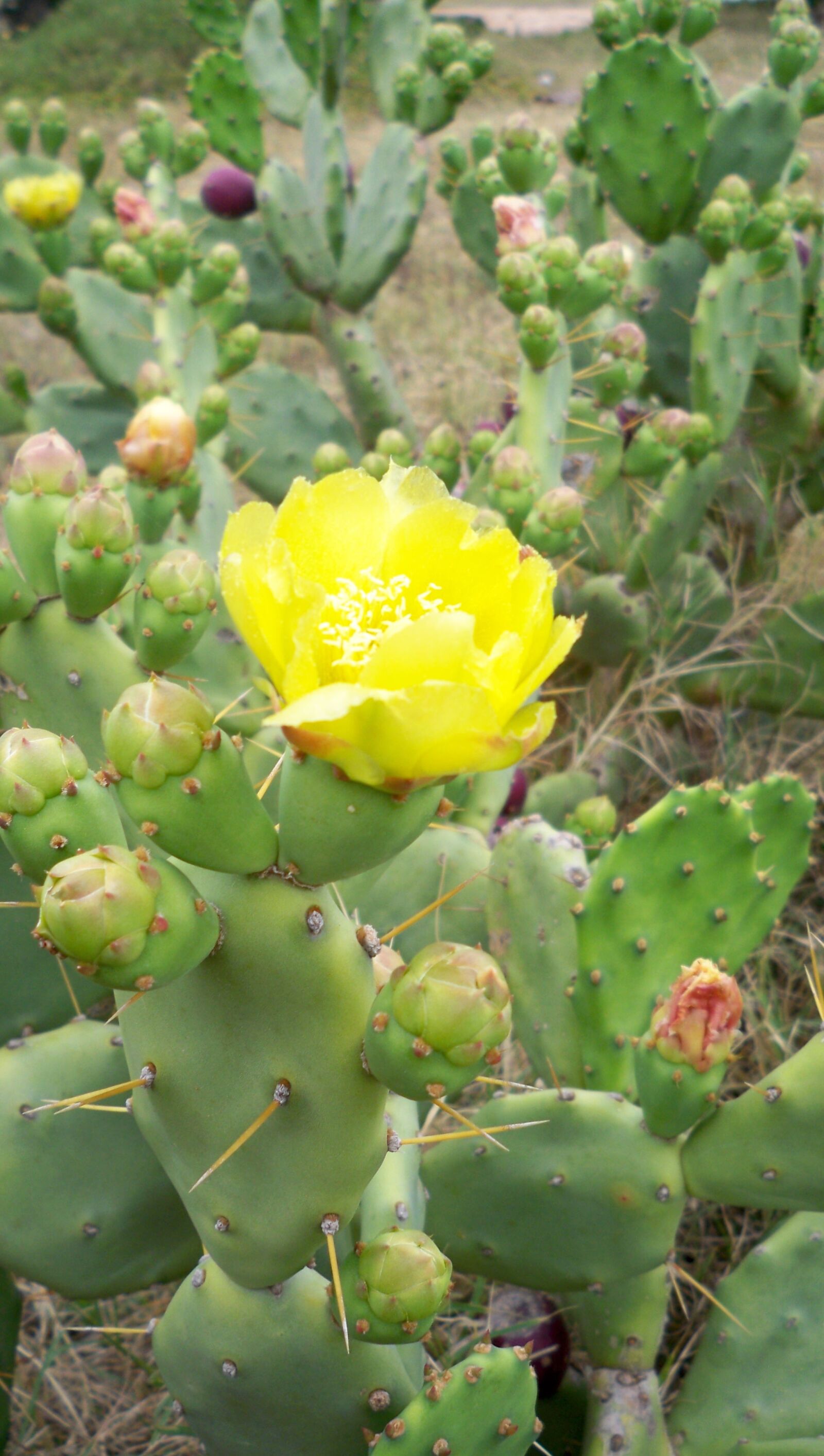 Kodak EasyShare M1033 sample photo. Cactus, flower, plant photography