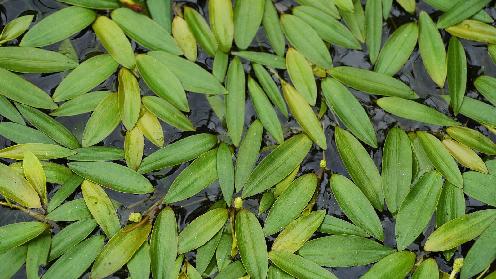 Panasonic Lumix DMC-GH3 sample photo. Abstract, the leaves, leaf photography