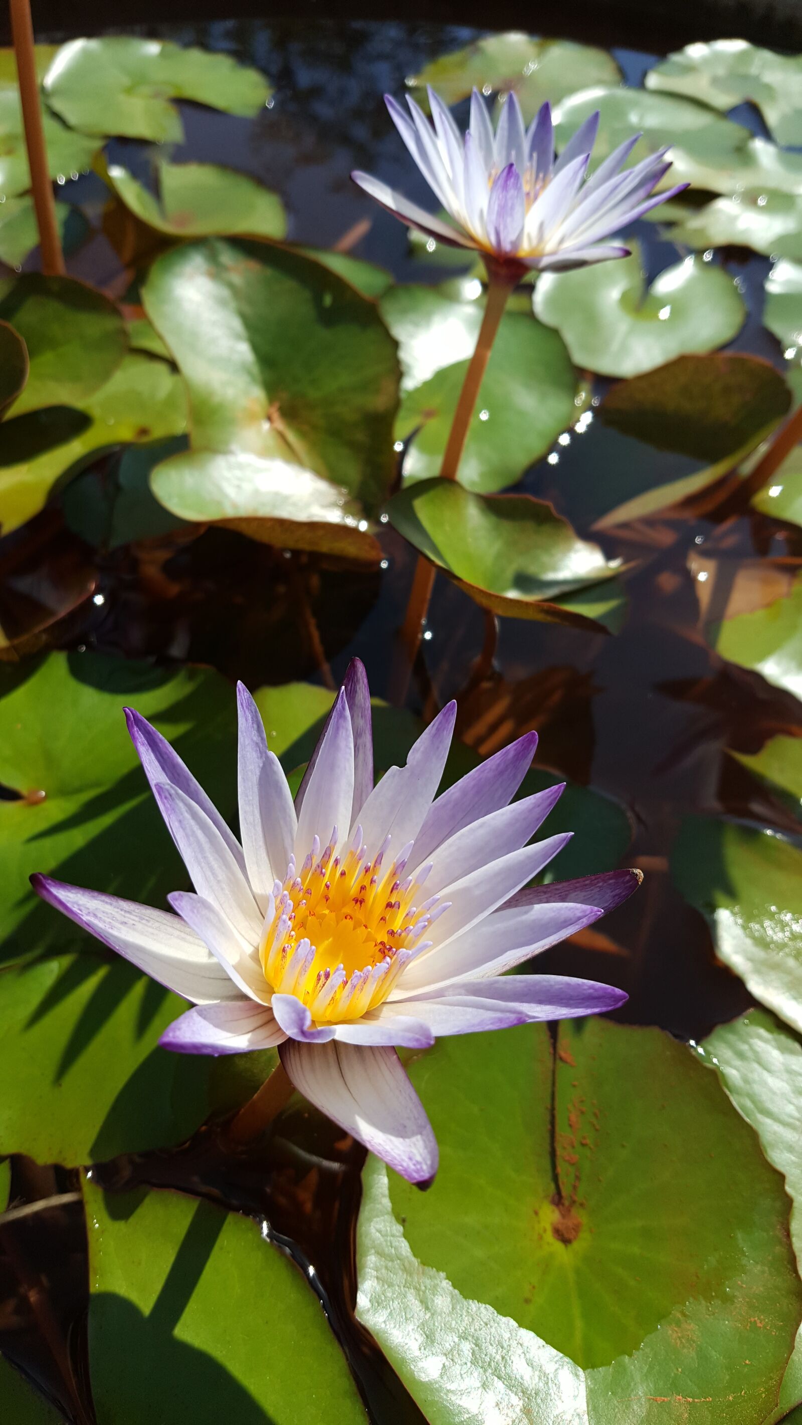 Samsung Galaxy Note5 sample photo. Nymphaea alba, purple, early photography