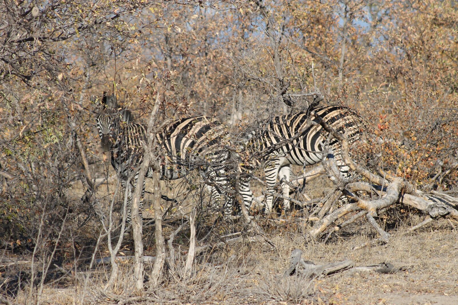 Canon EOS 1100D (EOS Rebel T3 / EOS Kiss X50) + Canon EF 75-300mm f/4-5.6 sample photo. Zebra, animal, africa photography