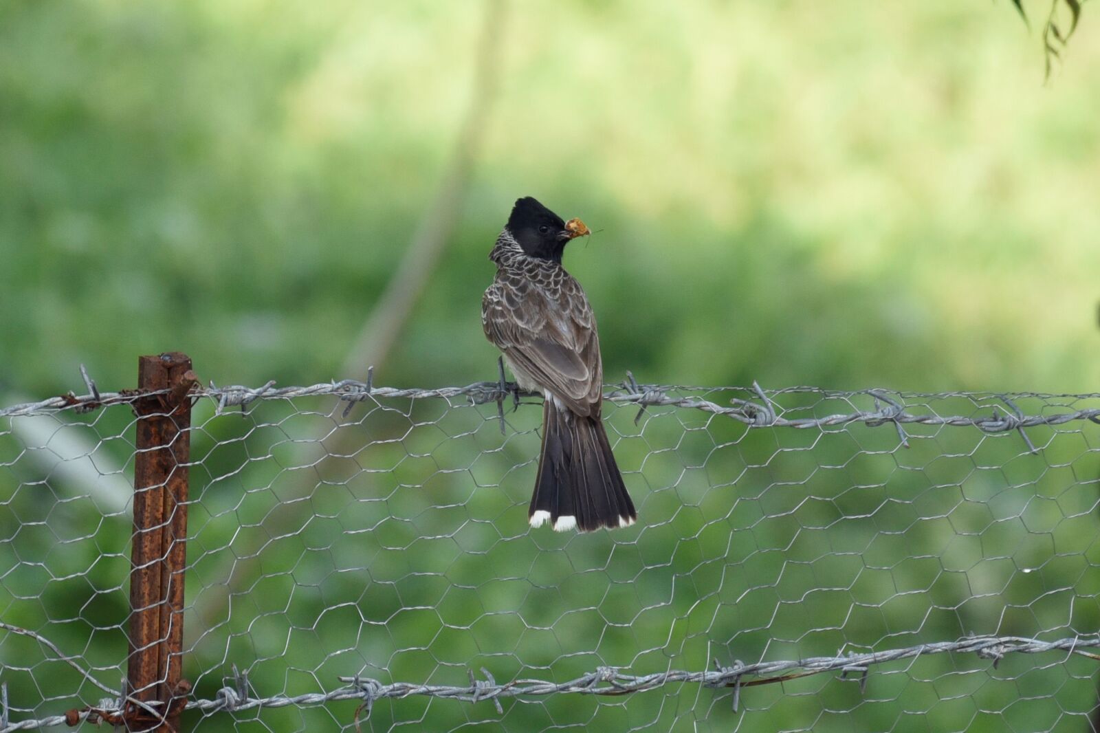 Nikon D750 sample photo. Bird, prey, feeding photography