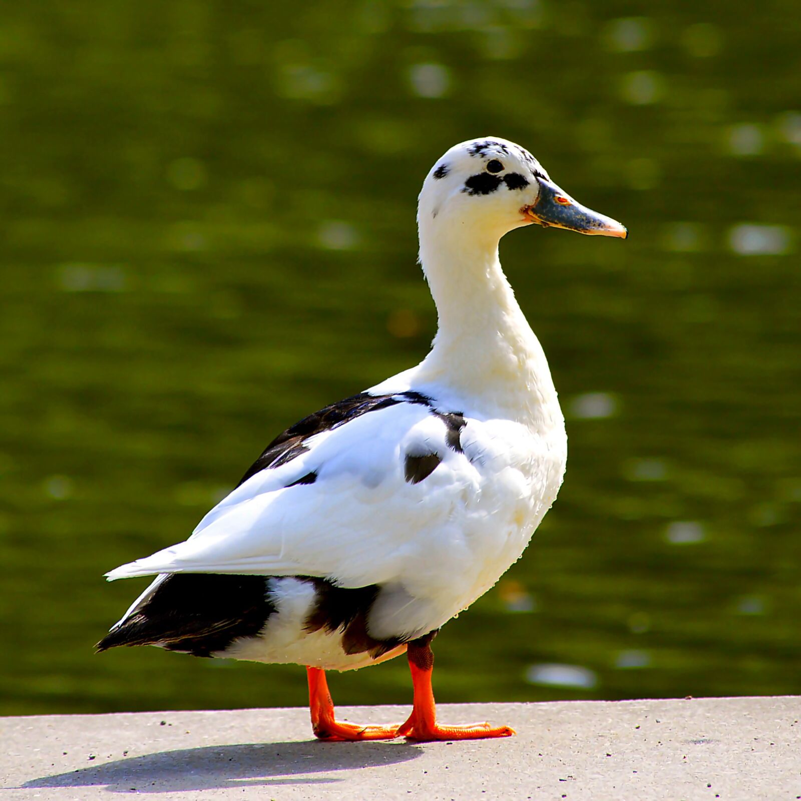 Nikon D3200 sample photo. Mallards mongrel, bill, lake photography