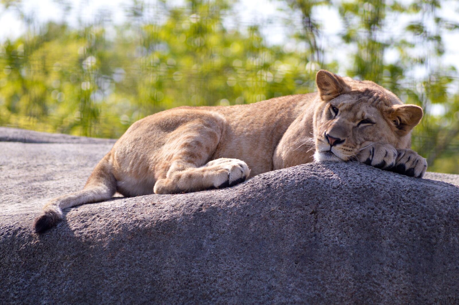 Nikon D3200 sample photo. Mammal, animal, fauna photography