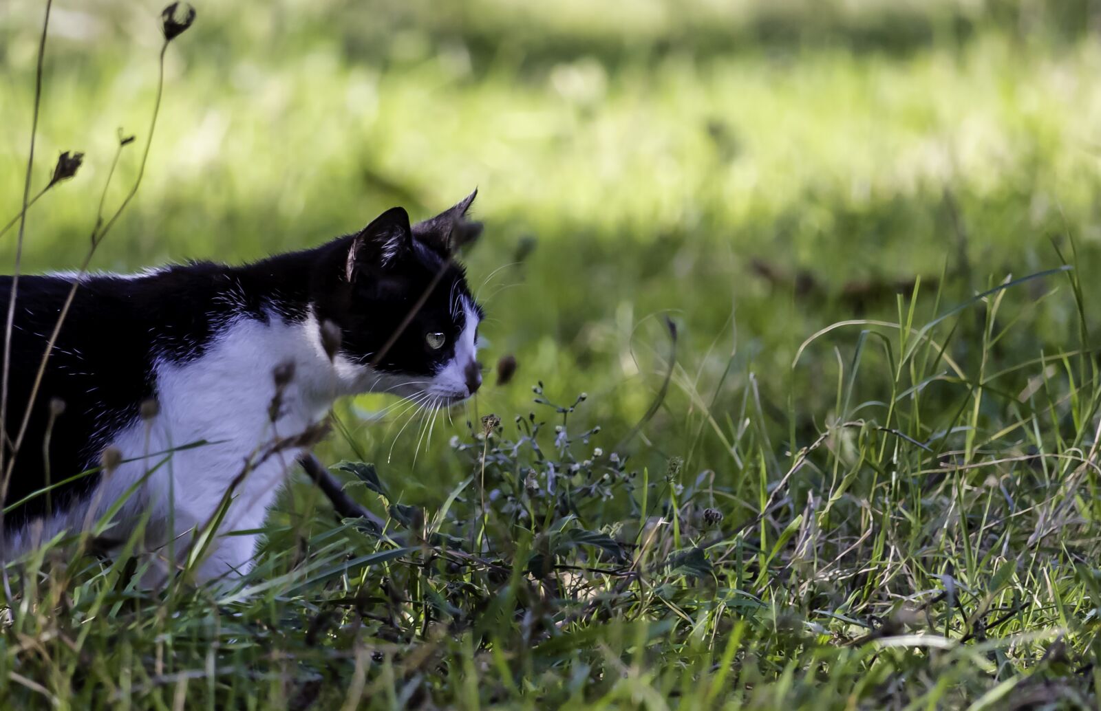 Canon EF-S 55-250mm F4-5.6 IS STM sample photo. Malai, cat, tiger photography