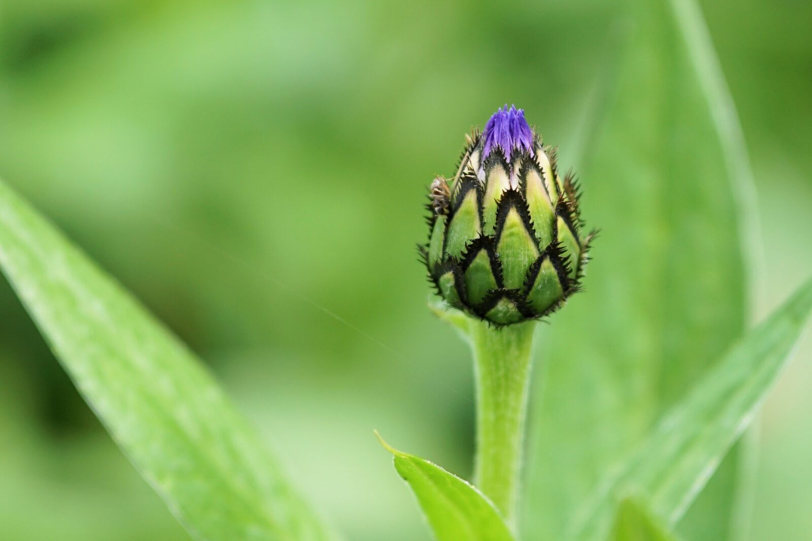 Sony a6000 + E 60mm F2.8 sample photo. Centaurea, flower, blossom photography