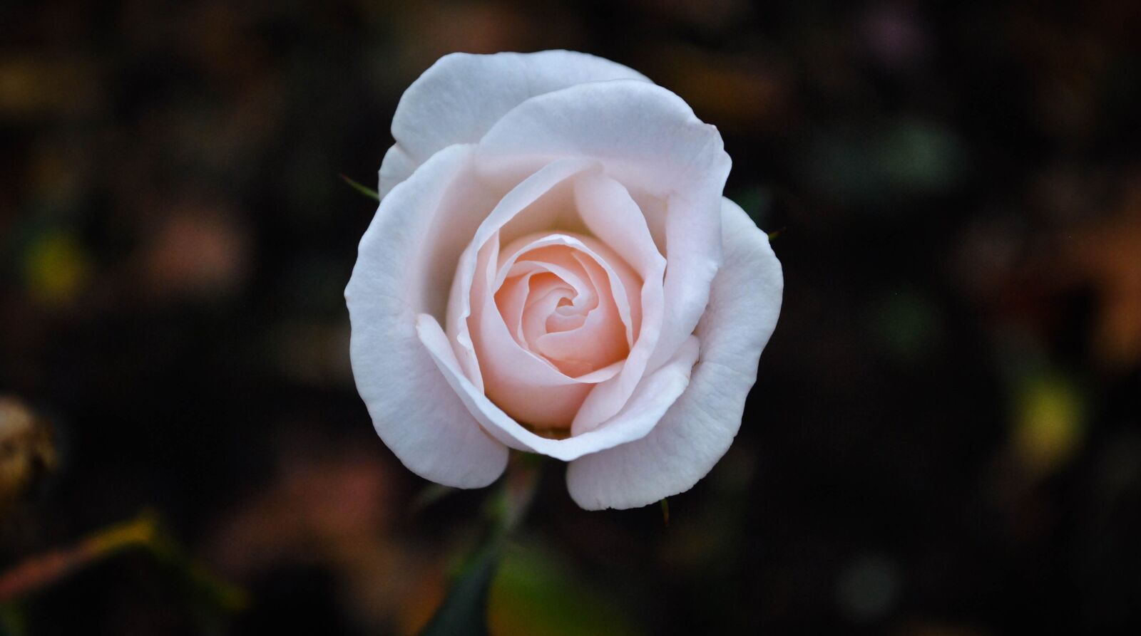 Nikon D3000 sample photo. Pink, london, flower photography