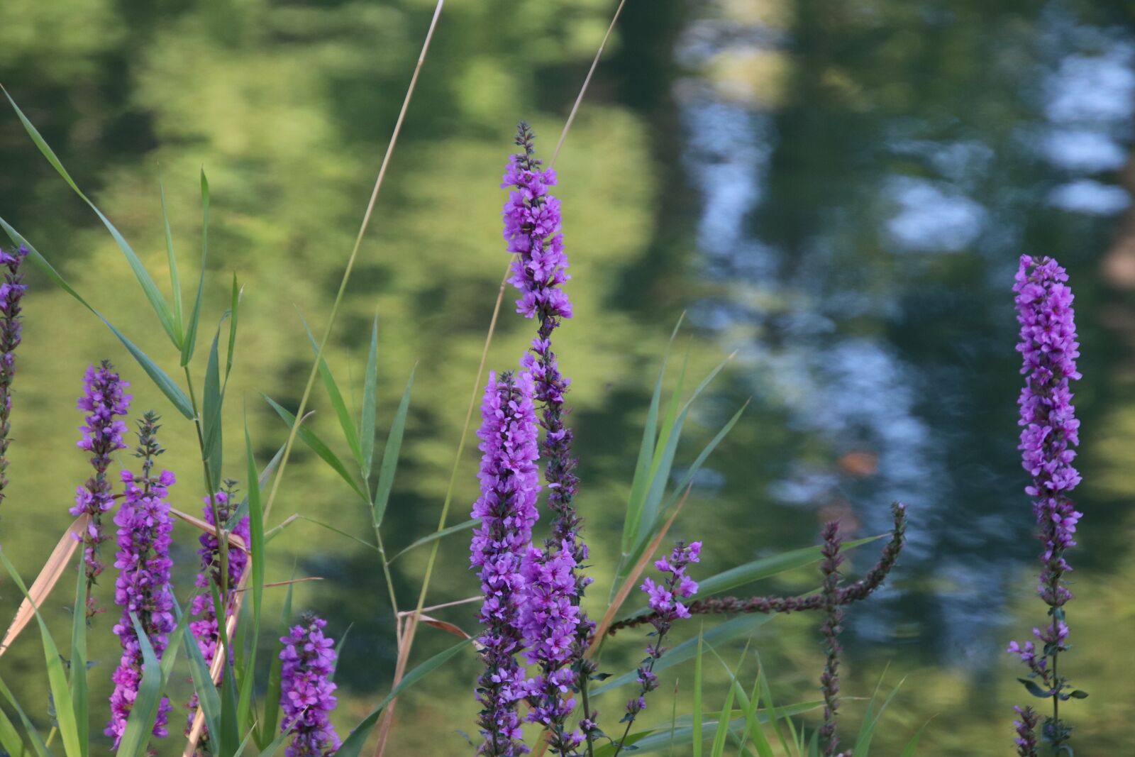 Canon EOS 800D (EOS Rebel T7i / EOS Kiss X9i) sample photo. Flowers, plants, violet colour photography