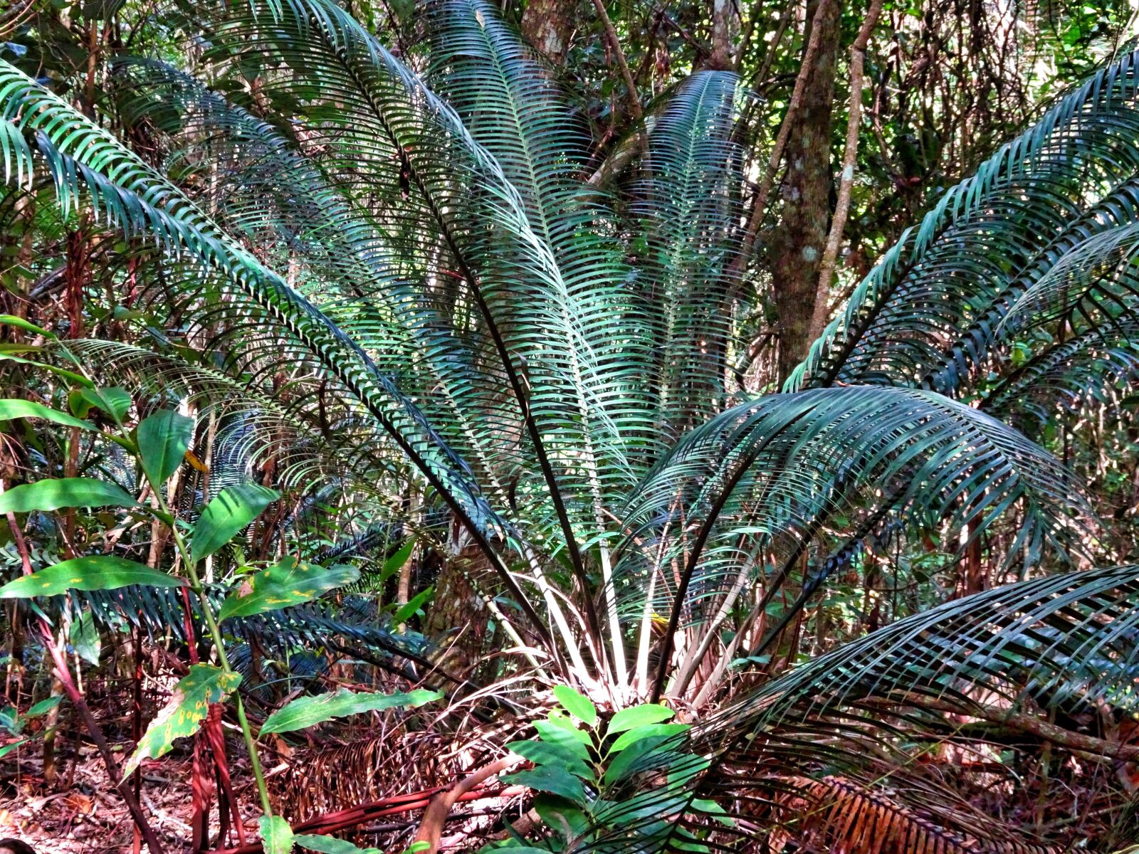 Sony Cyber-shot DSC-HX90V sample photo. Plant, tropical, exotic photography