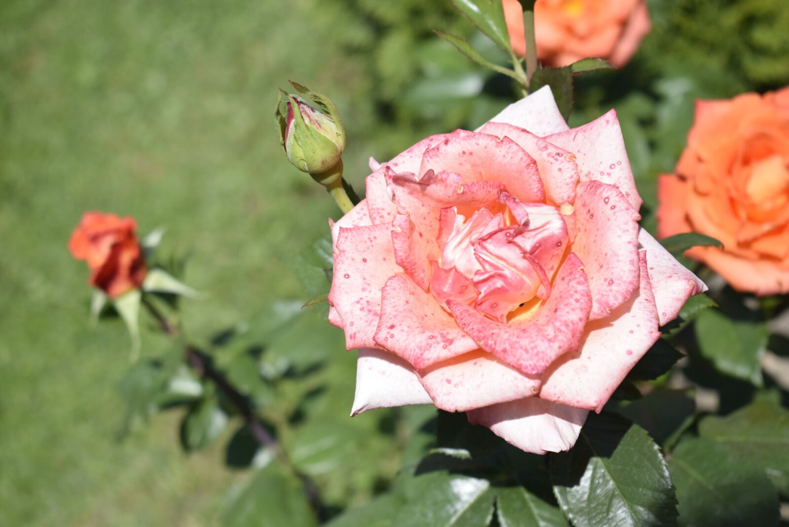 Nikon D3300 sample photo. Pink rose, sun, green photography
