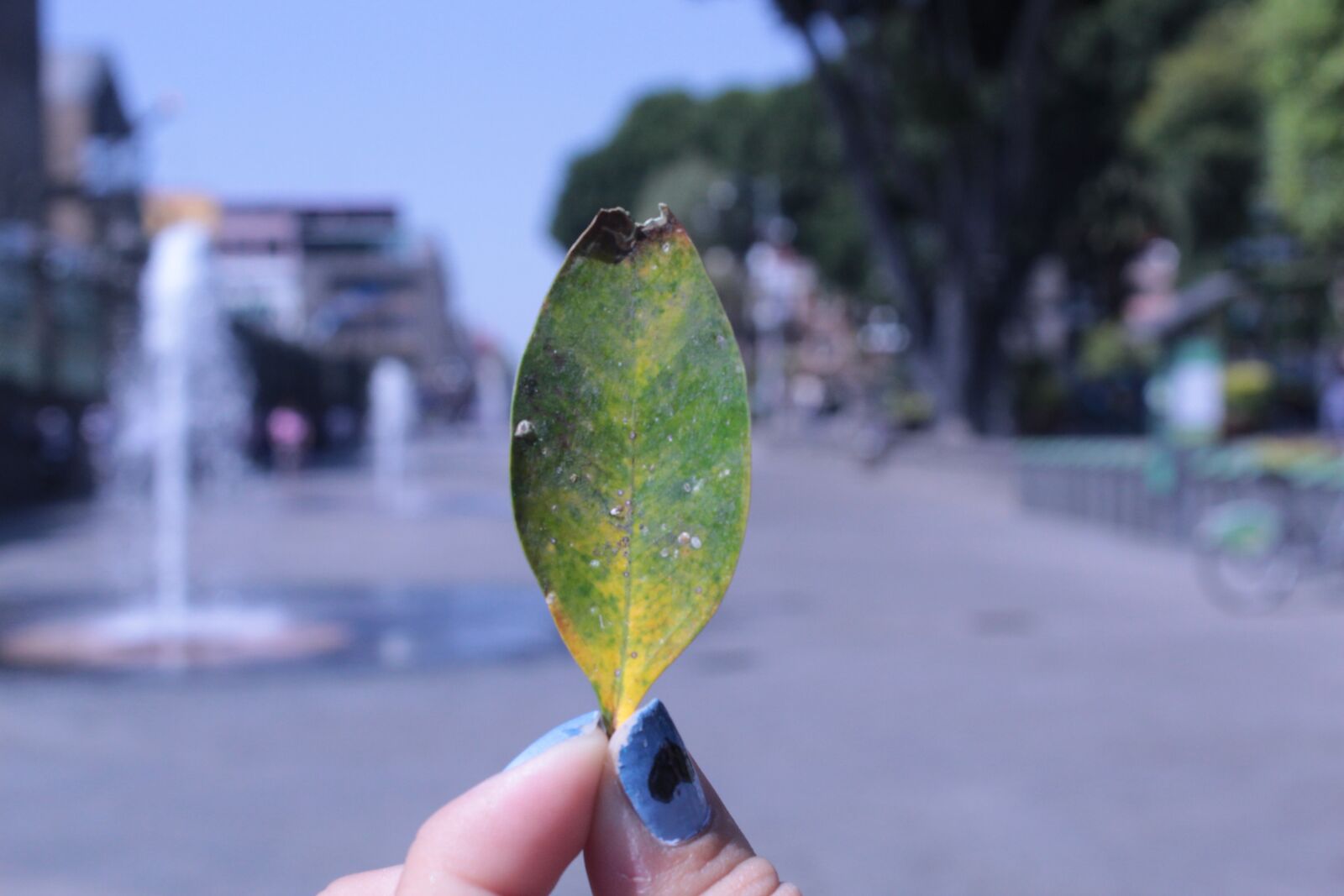Canon EOS 1300D (EOS Rebel T6 / EOS Kiss X80) sample photo. Leaf, nature, plant photography