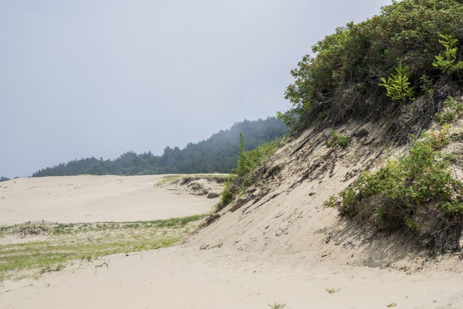 Nikon D5300 sample photo. The heat, desert, sand photography