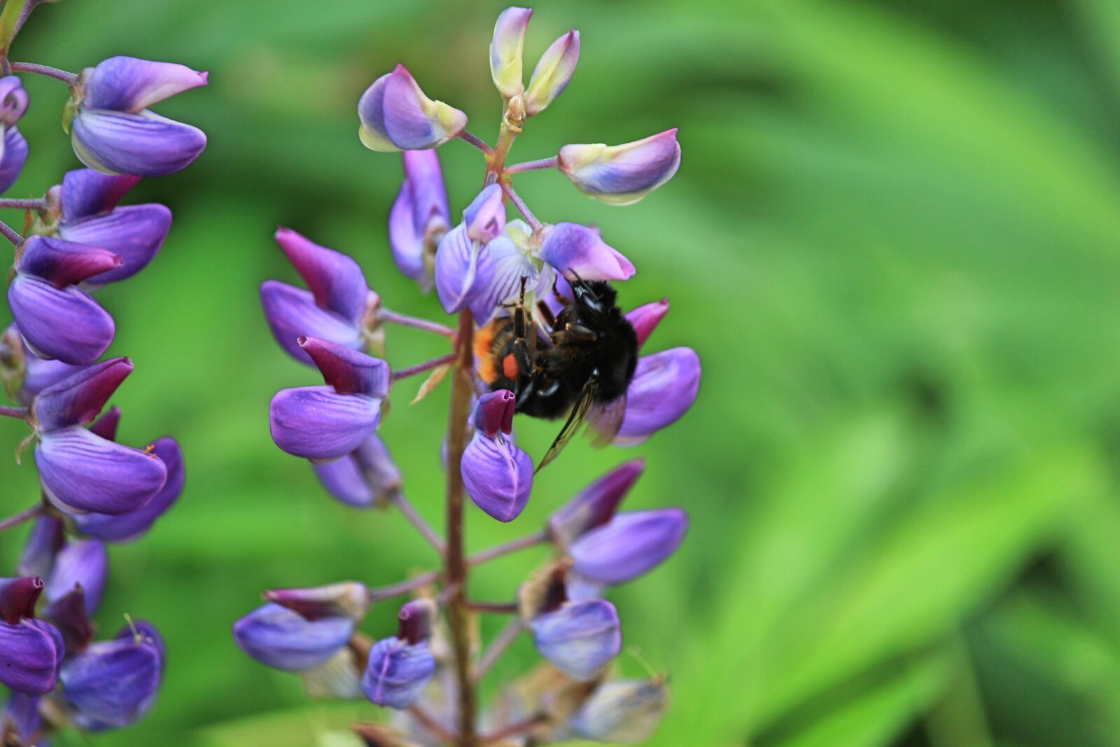 Canon EOS 550D (EOS Rebel T2i / EOS Kiss X4) sample photo. Nature, flower, bumblebee photography