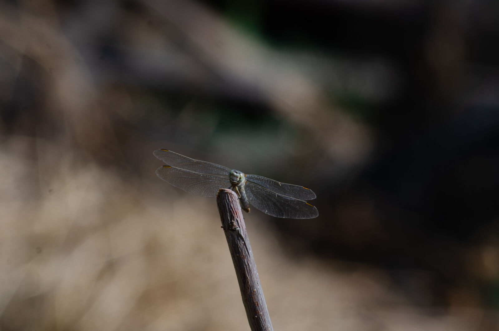 Nikon D7000 + AF Nikkor 70-210mm f/4-5.6 sample photo