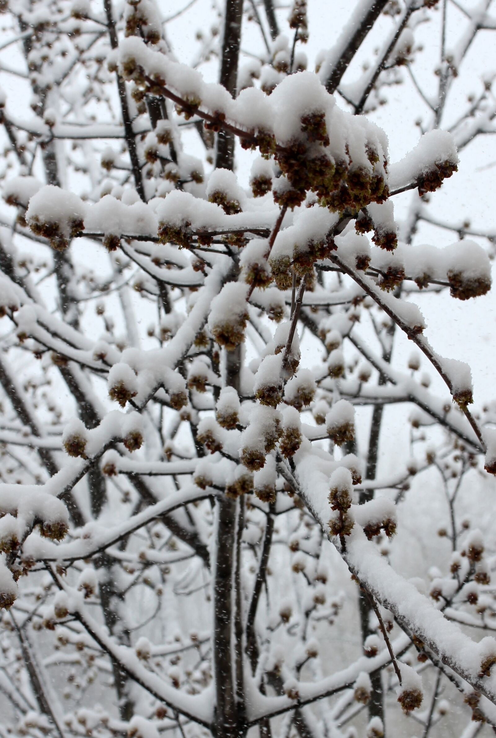Canon EF-S 60mm F2.8 Macro USM sample photo. Casey, snow, tree photography