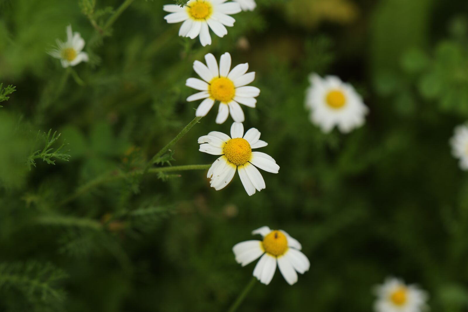 Canon EOS 7D Mark II sample photo. Flowers, wild flowers, white photography