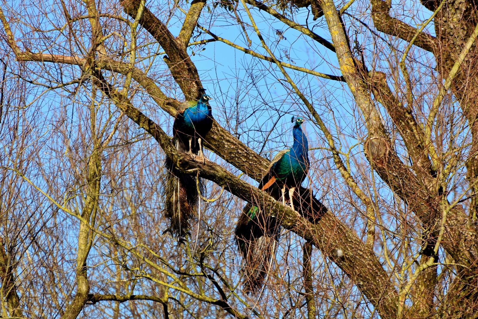 Nikon D7200 sample photo. Peacock, bird, iridescent photography