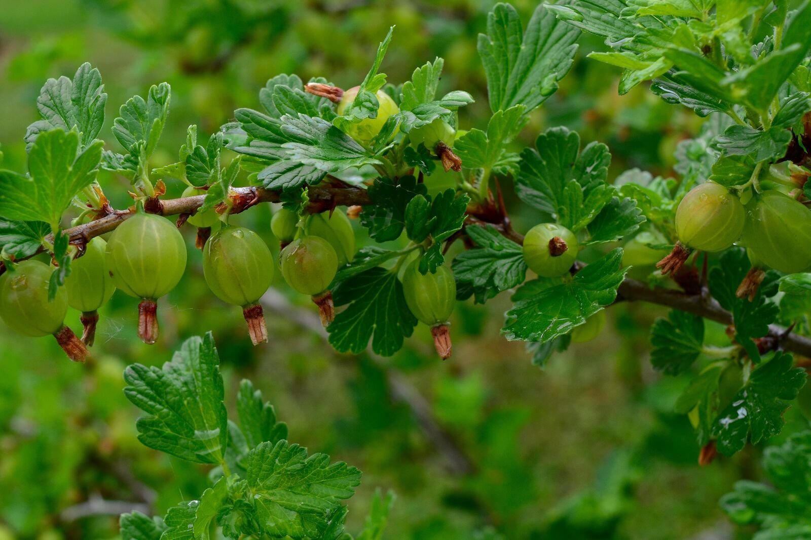 Nikon D5200 sample photo. Garden, gooseberries, fruit photography