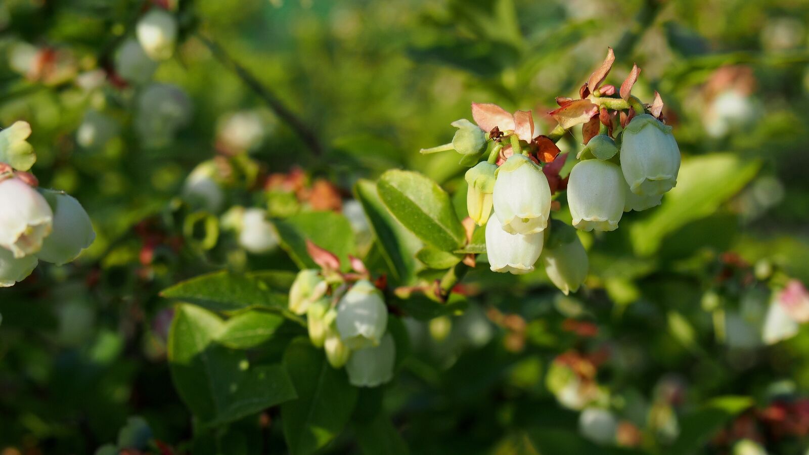 Olympus PEN E-PL6 sample photo. Bilberry, bud, blooms photography