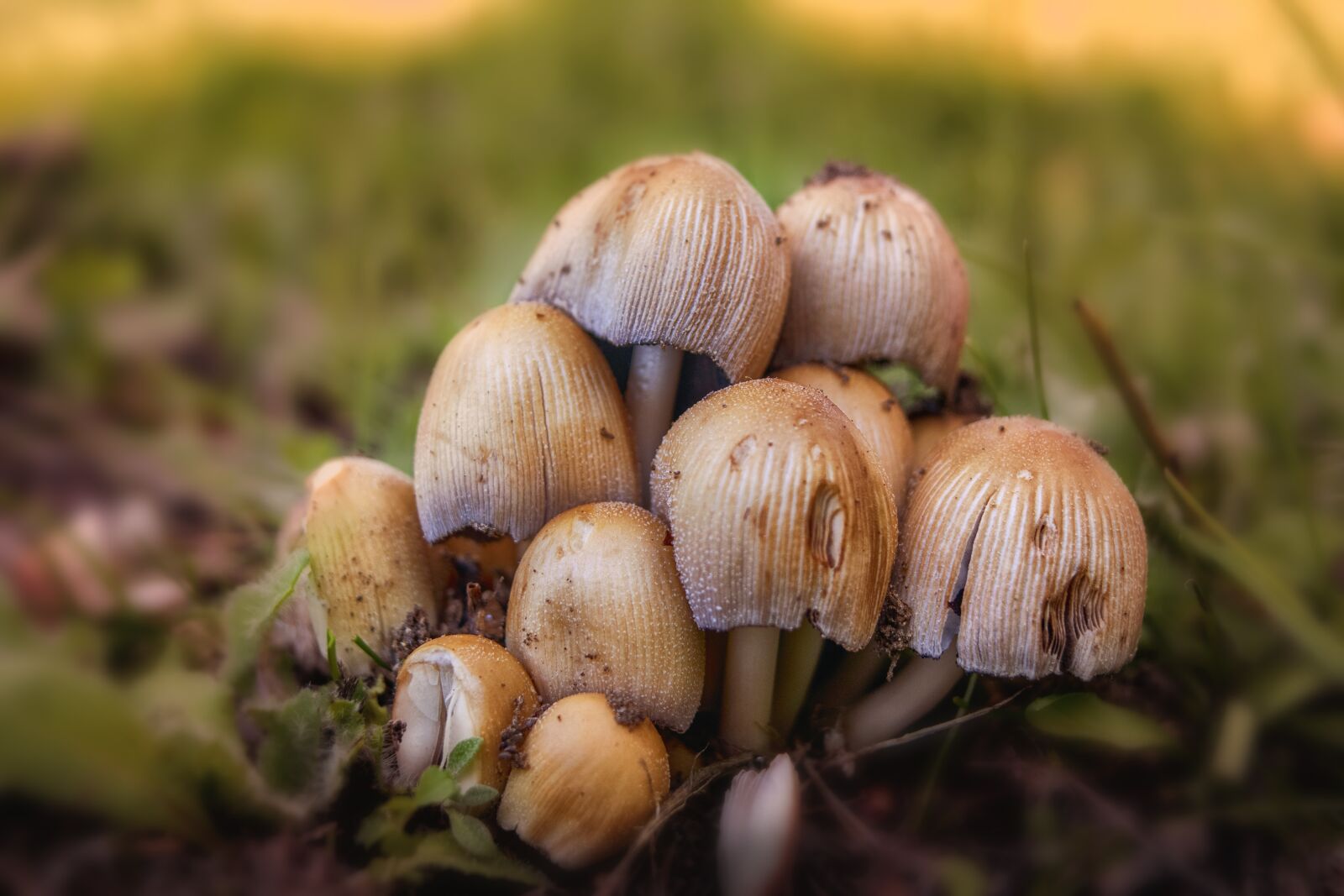 Nikon D3300 sample photo. Mushrooms, forest, autumn photography