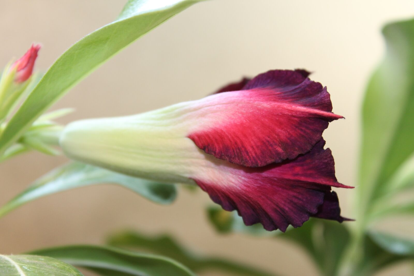 Canon EOS 1100D (EOS Rebel T3 / EOS Kiss X50) sample photo. Bud, flower, plant photography