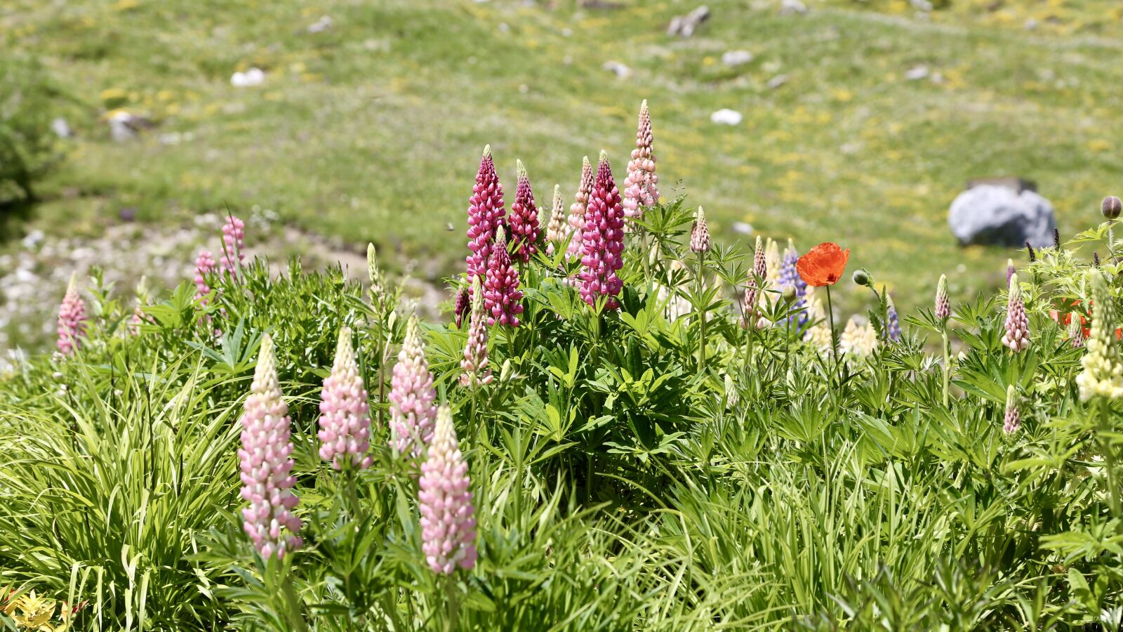 Canon EF 24-105mm F4L IS USM sample photo. Flower, mountain, landscape photography