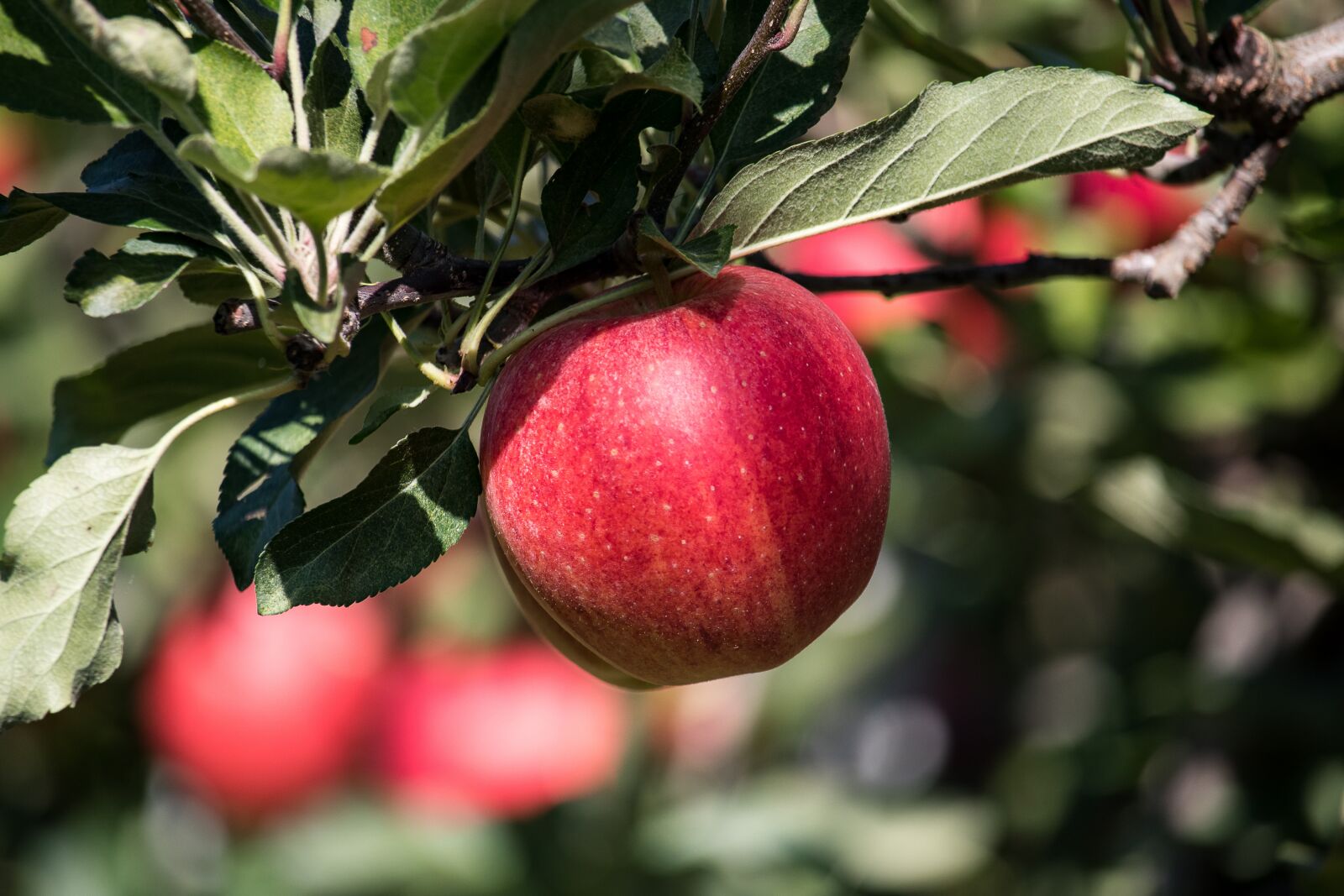 Canon EF-S 55-250mm F4-5.6 IS STM sample photo. Apple, apple tree, pome photography