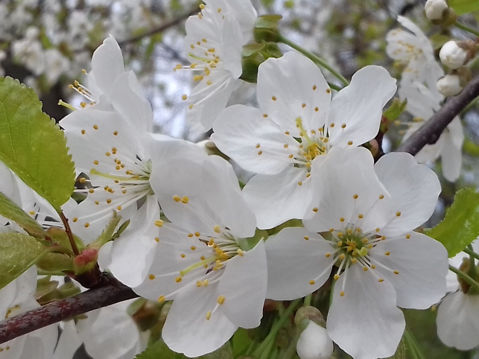 Samsung Galaxy J3(2016) sample photo. Cherry, flower, wood photography