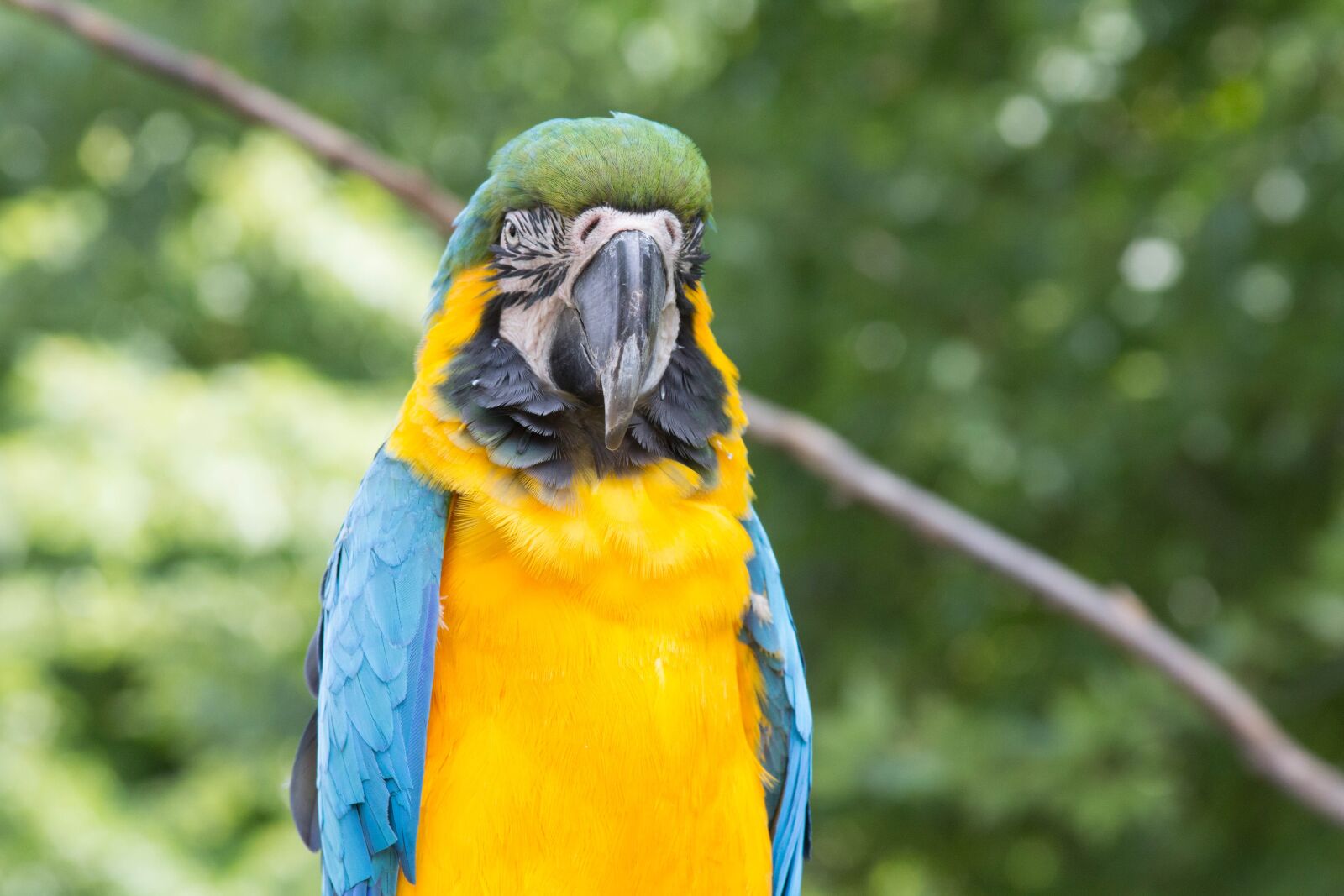 Canon EF 28-135mm F3.5-5.6 IS USM sample photo. Parrot, bird, animal photography