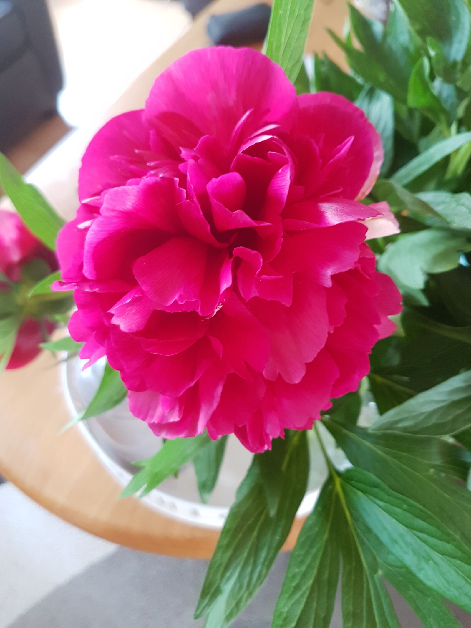 Samsung Galaxy S7 Edge sample photo. Roses, rose, flowers photography